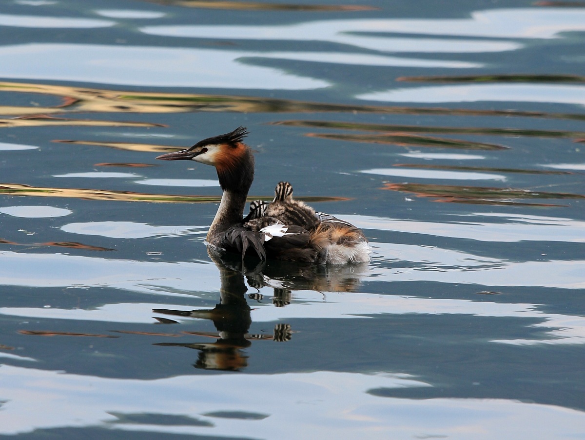 Grebe with offspring