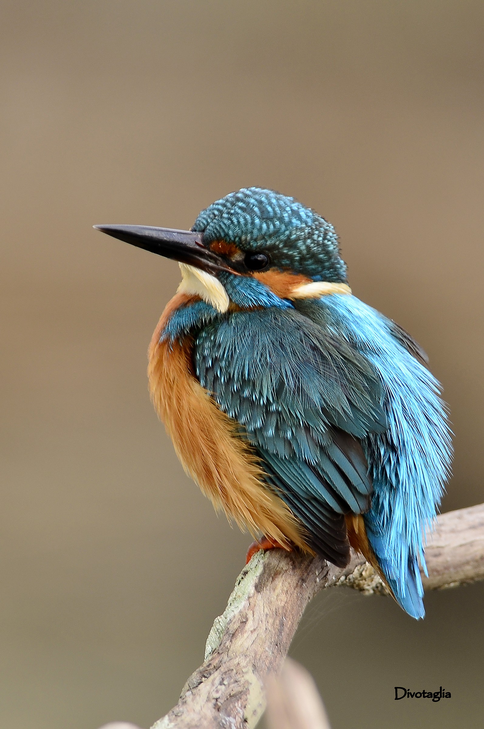 Kingfisher (Alcedo atthis)