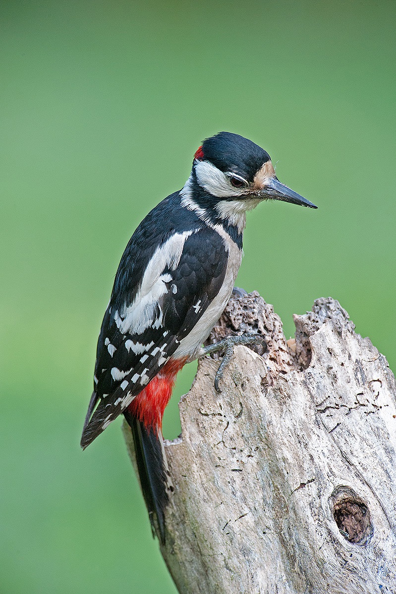 picchio rosso maggiore