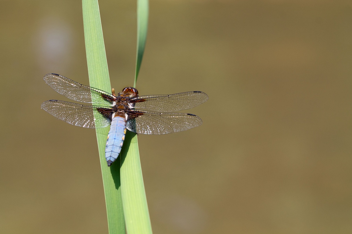 libellula depressa