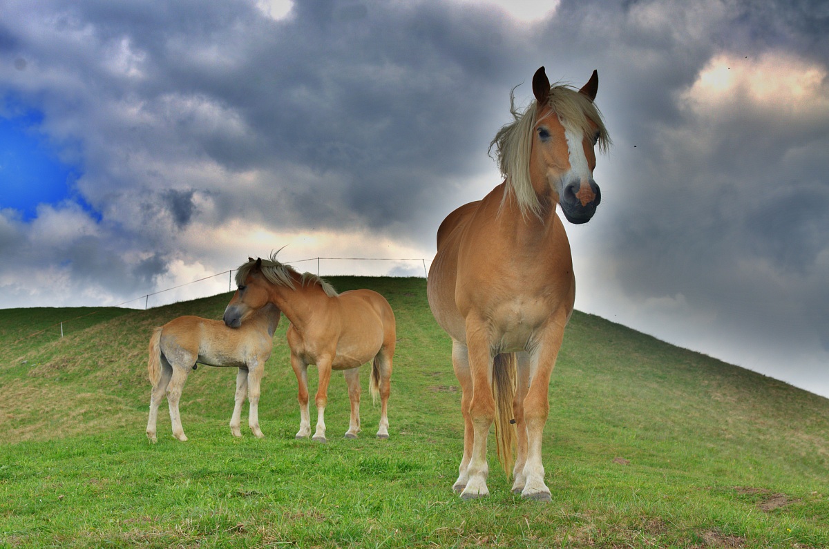 Family of Horses