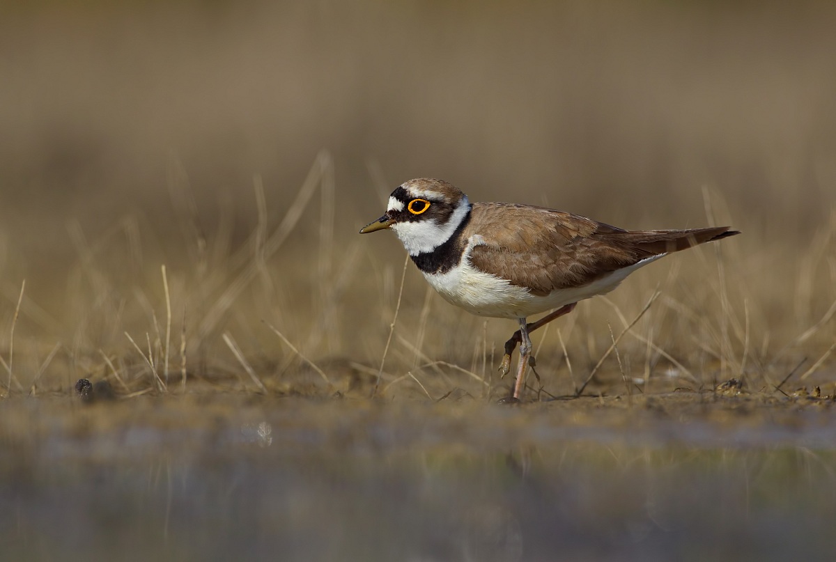 Little Ringed Plover in breeding dress