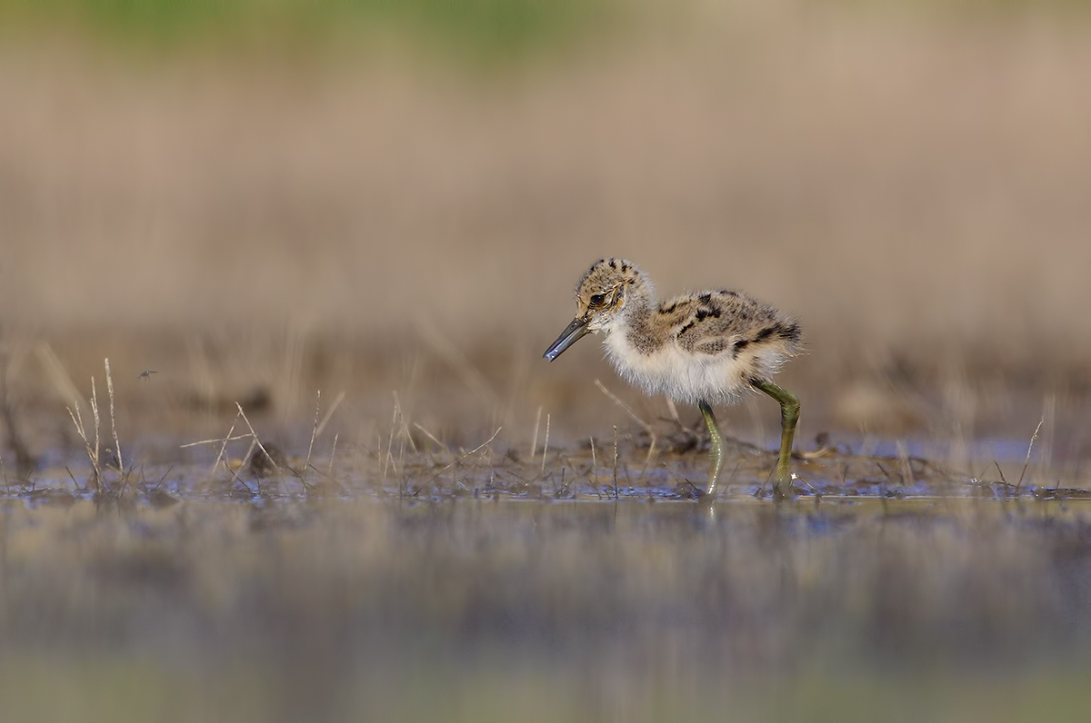 Pullo di cavaliere d' Italia