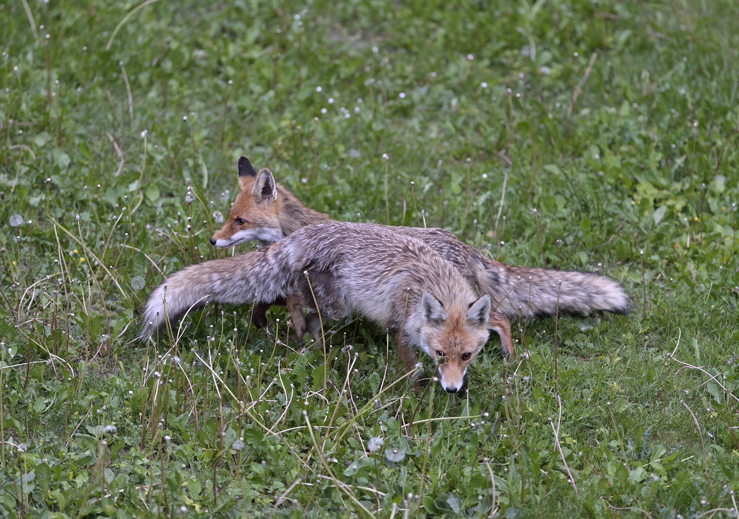 pair of young foxes