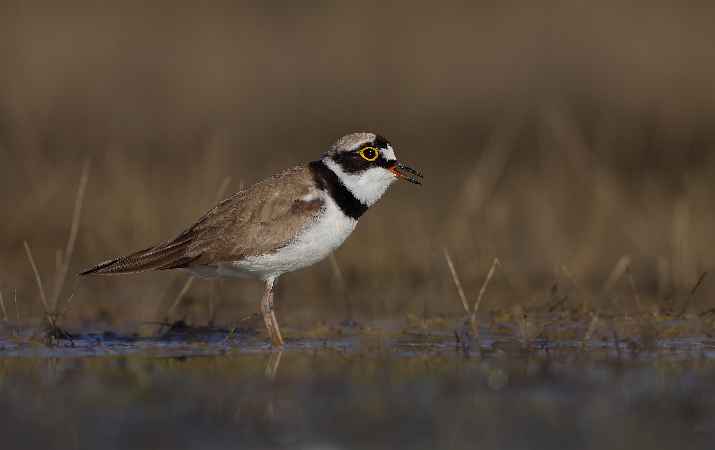 Corriere piccolo in abito riproduttivo
