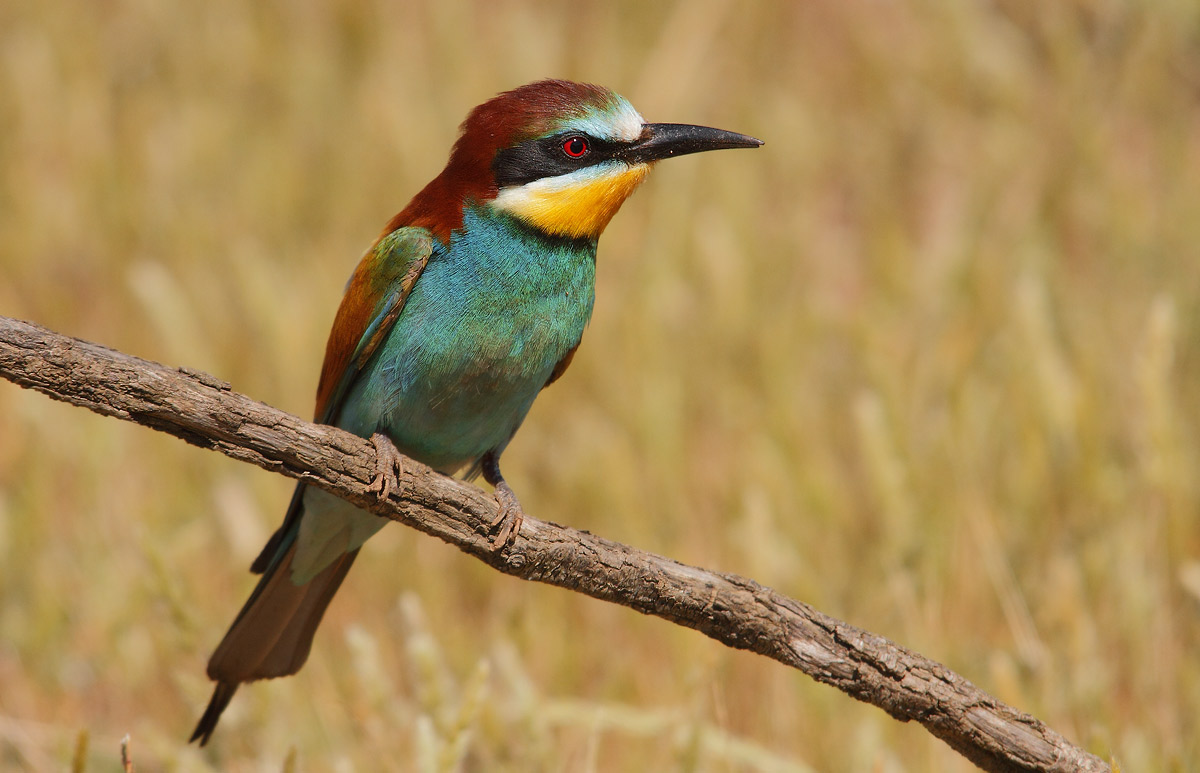 bee-eater