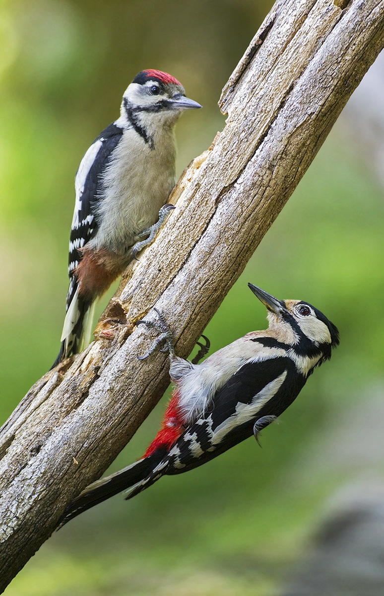woodpecker above and below