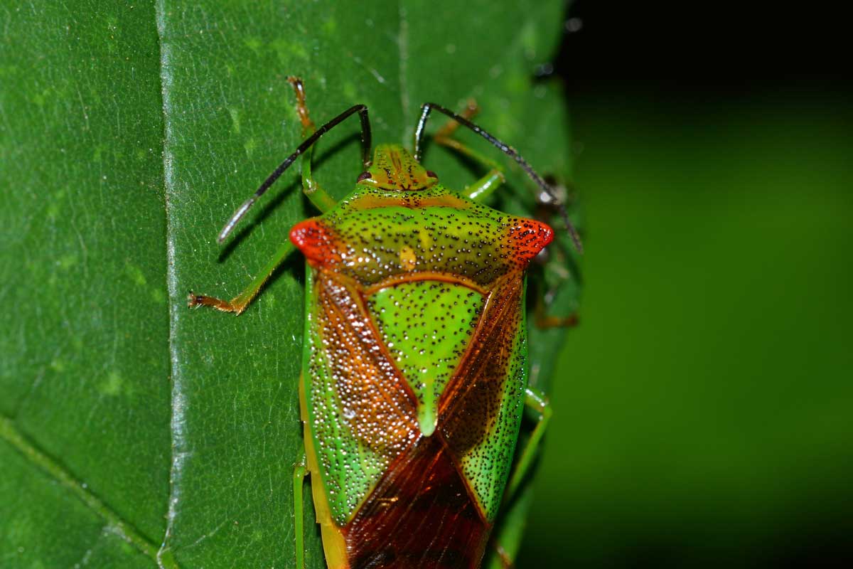 Acanthosoma haemorrhoidale