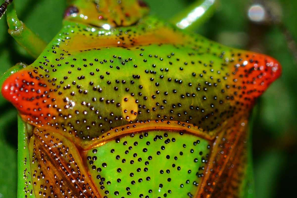 Acanthosoma haemorrhoidale