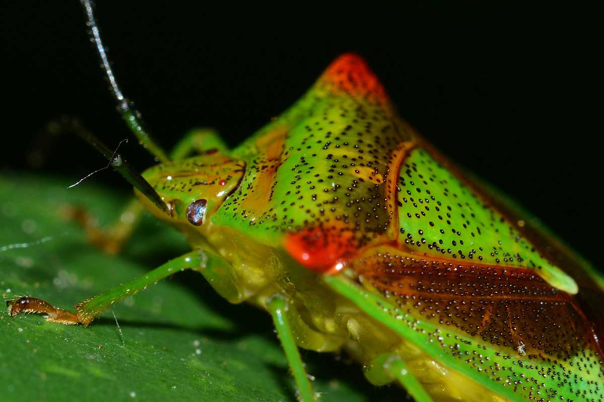 Acanthosoma haemorrhoidale