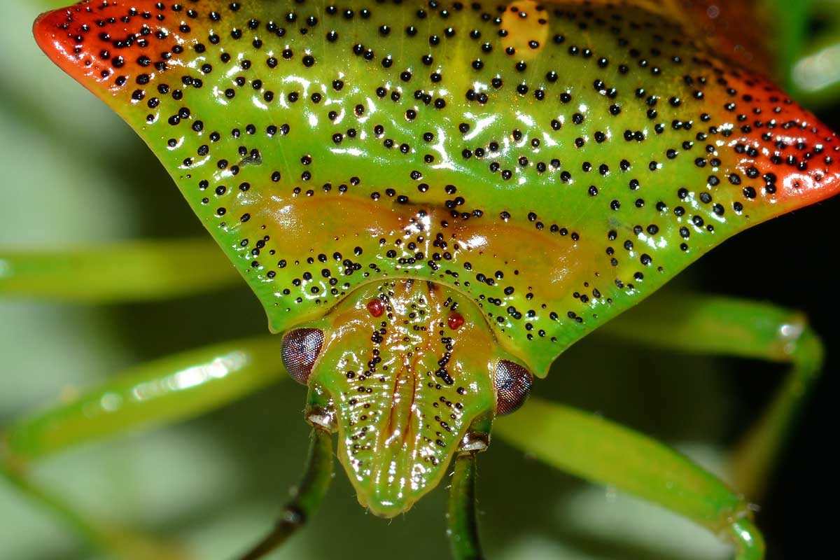 Acanthosoma haemorrhoidale