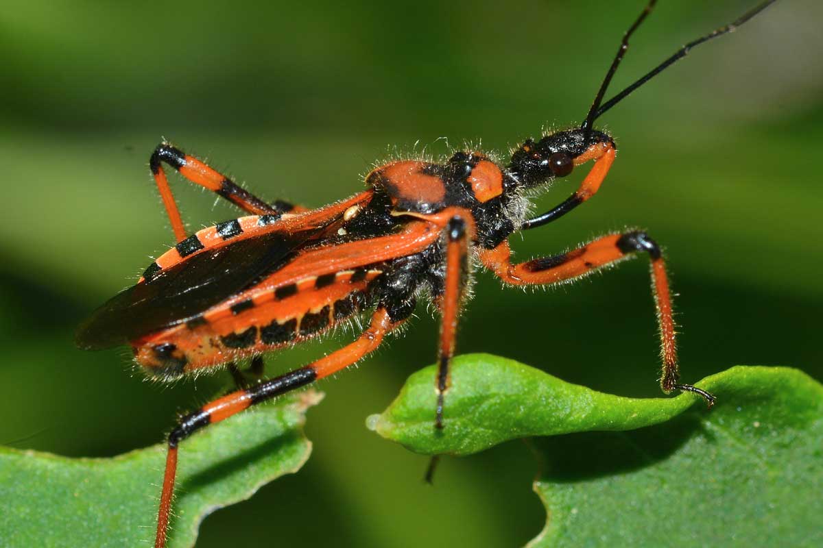 Rhynocoris erythropus
