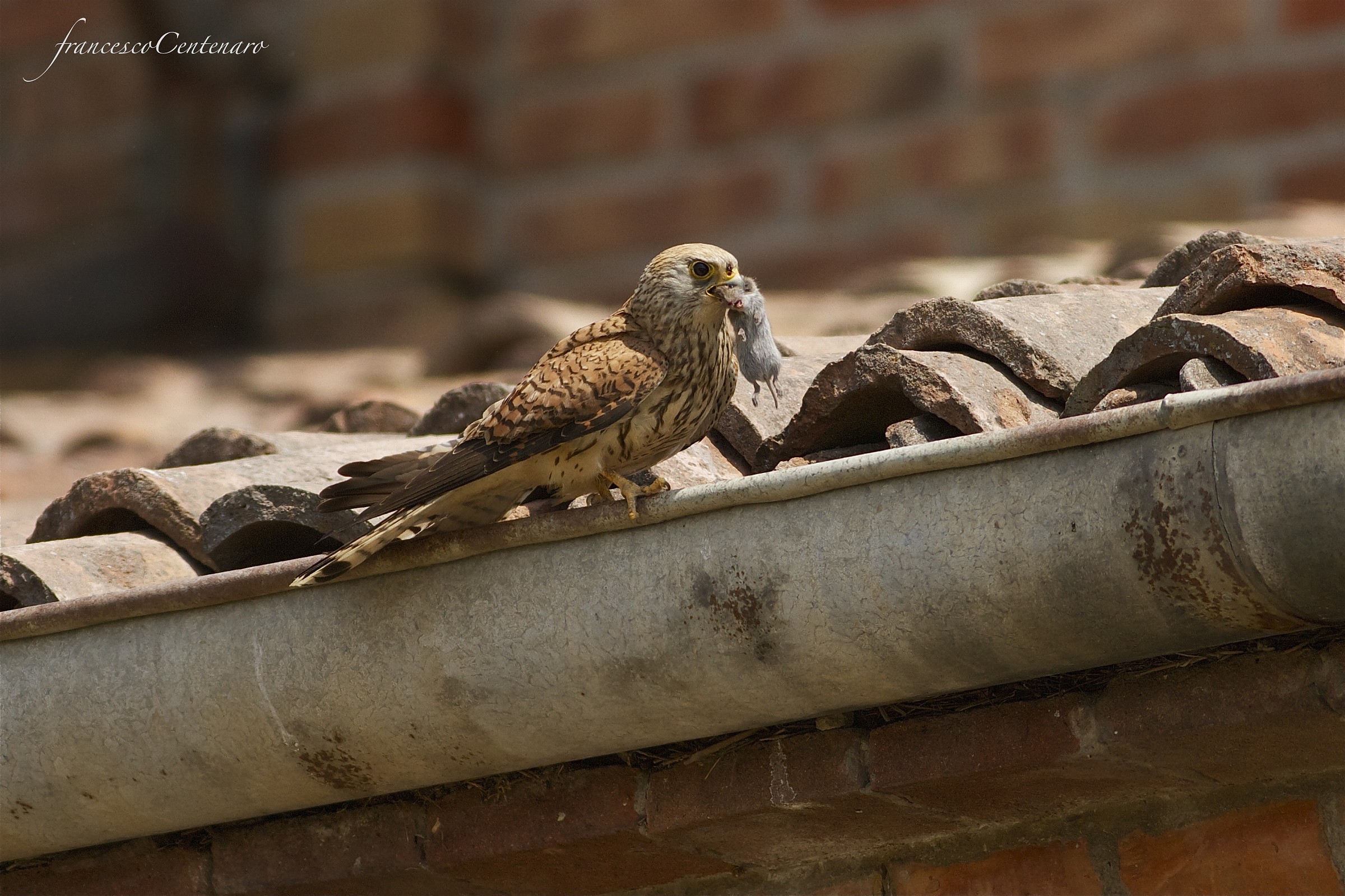 Falco Grillaio con preda