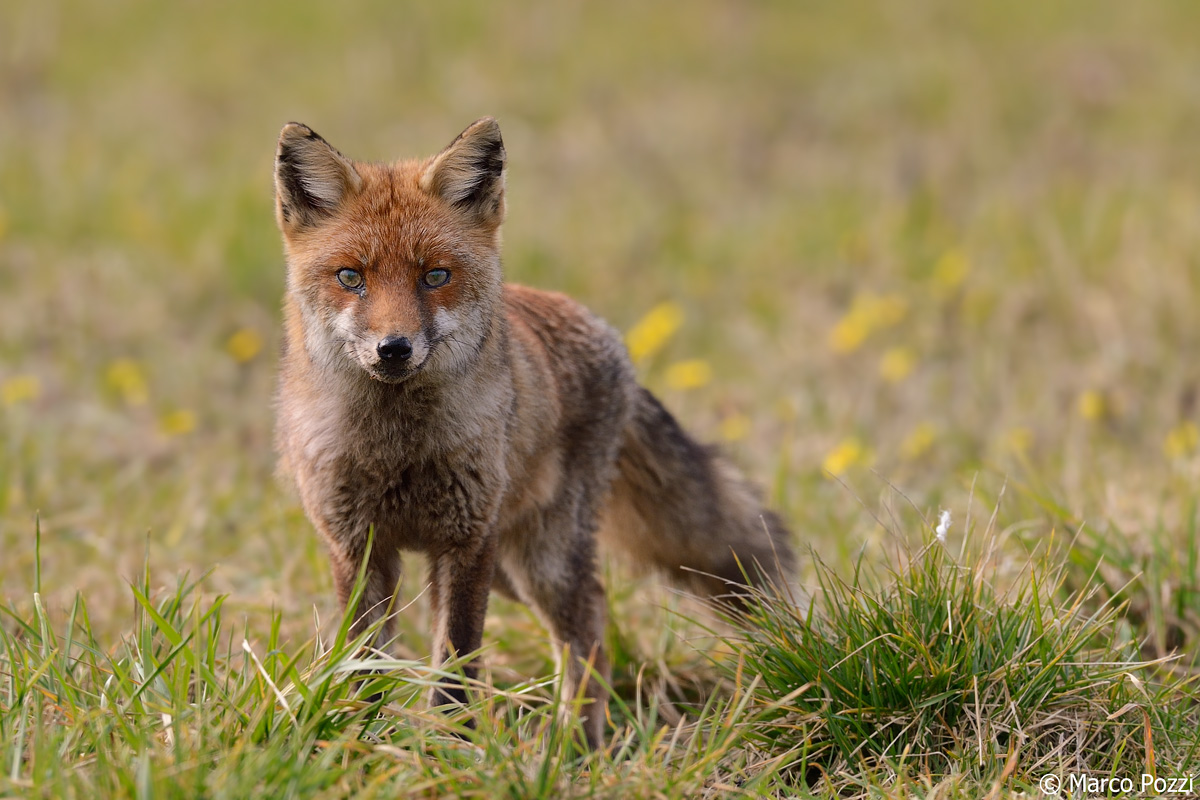 red fox