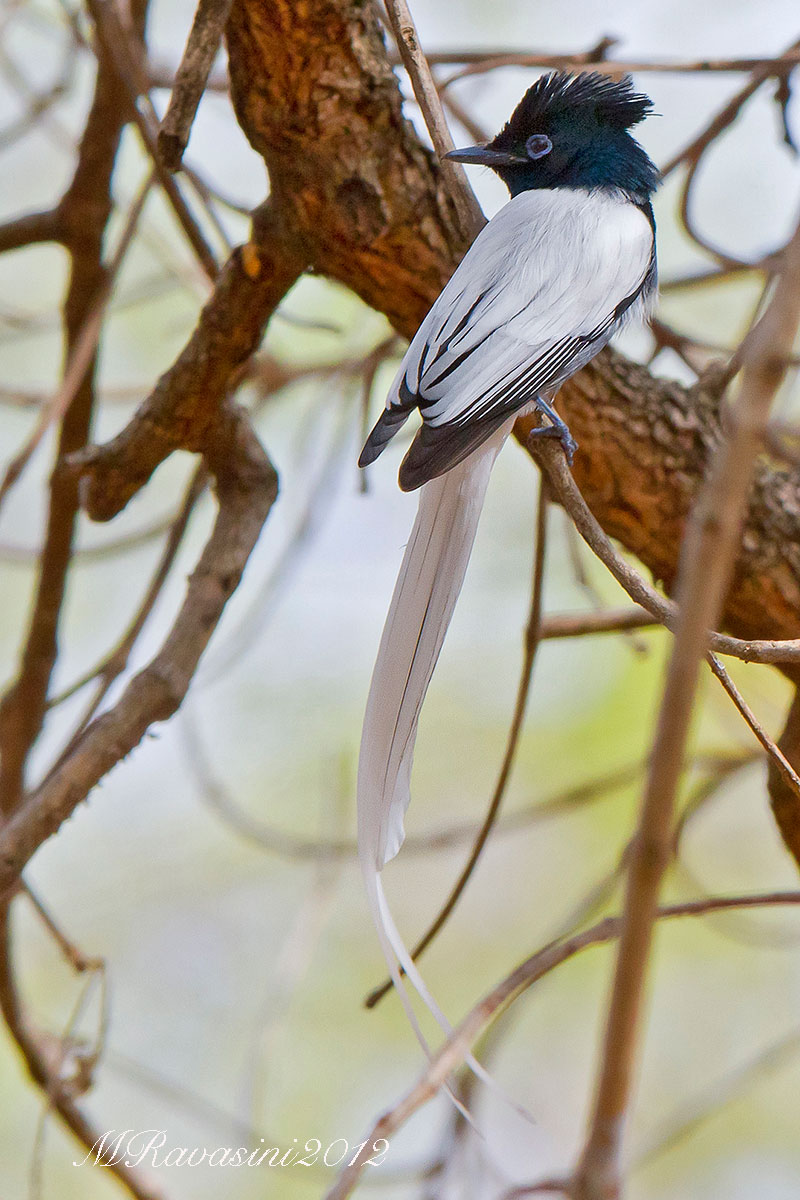 african-paradise-flycatcher-