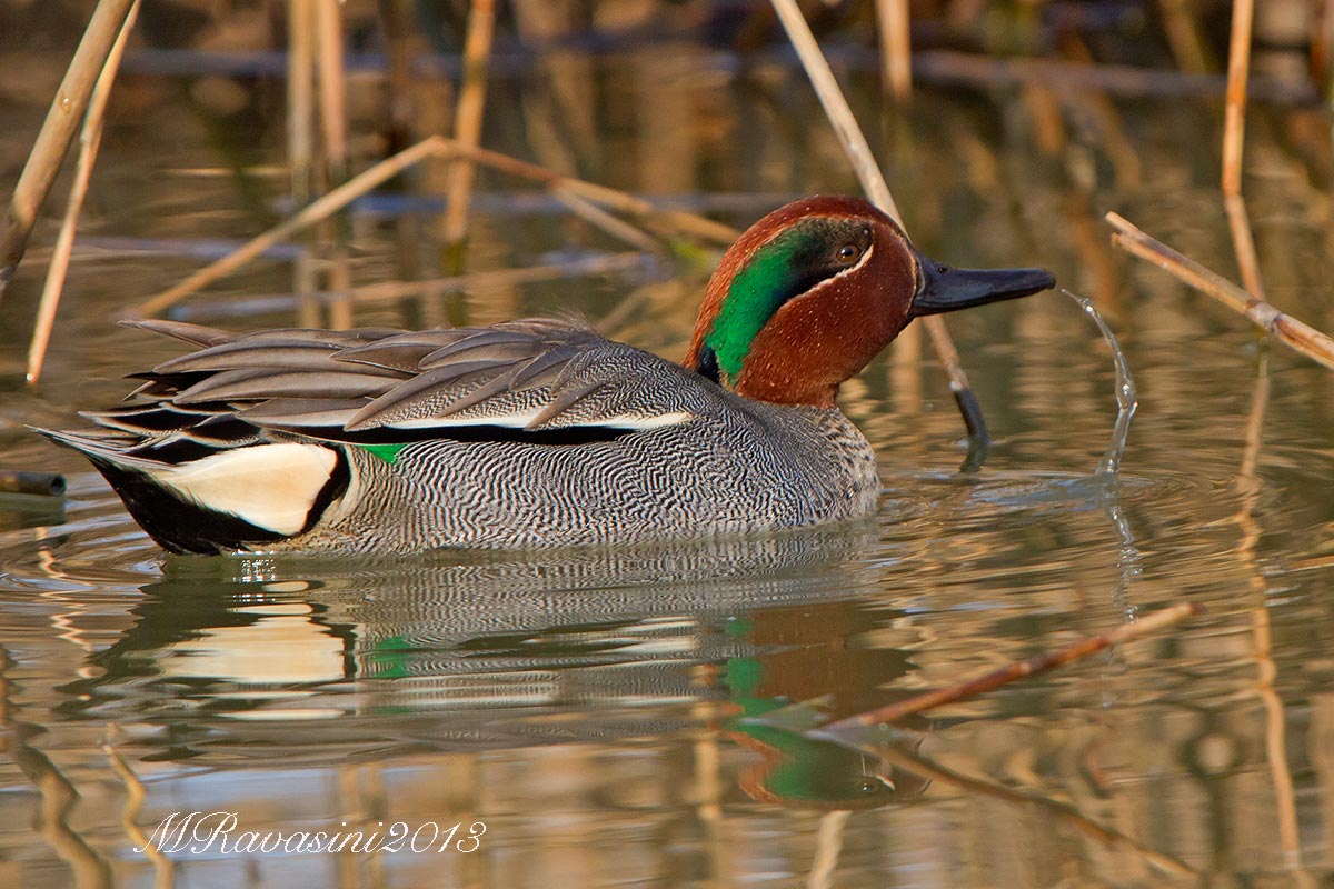 Alzavola maschio adulto