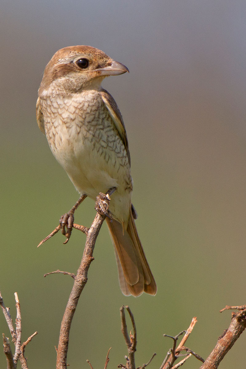 averla-del-turkestan-Lanius phoenicuroides--
