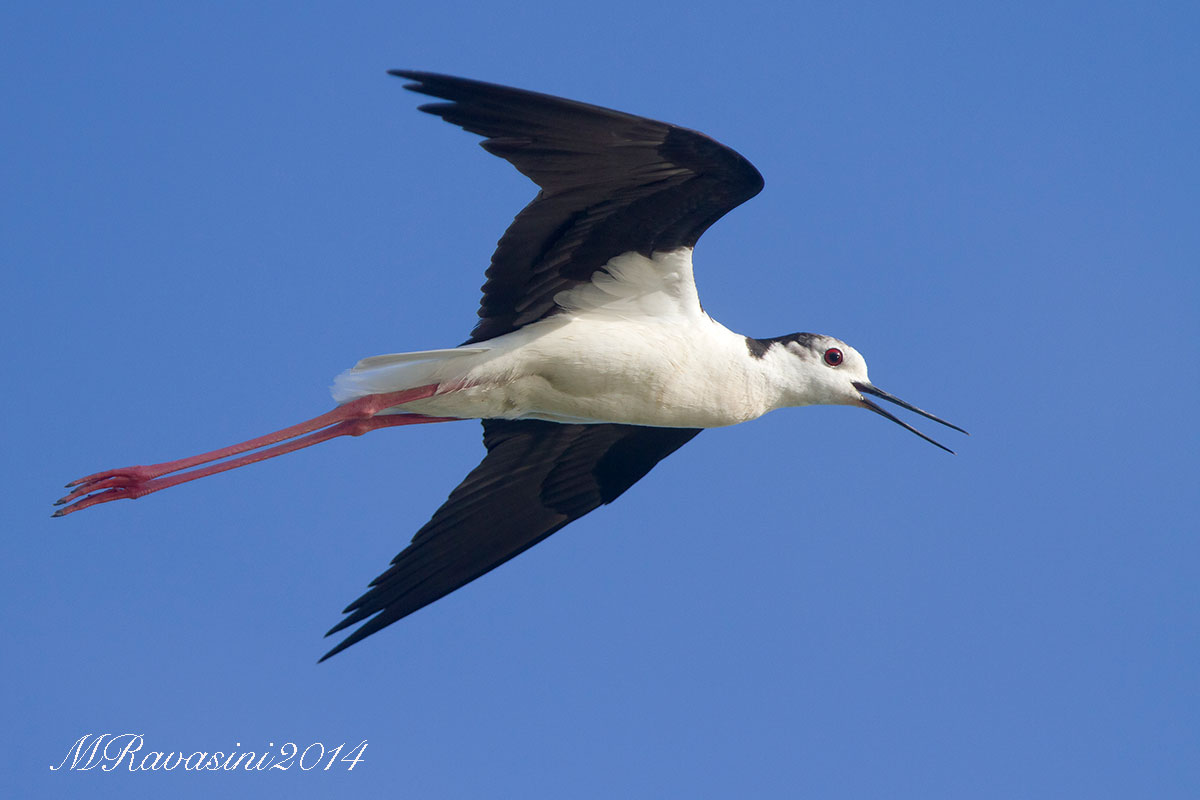 Cavaliere d'Italia maschio in volo