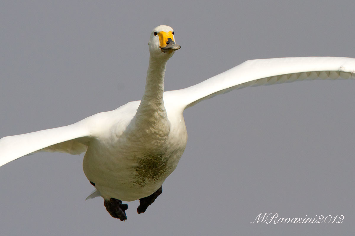 Cigno selvatico in volo