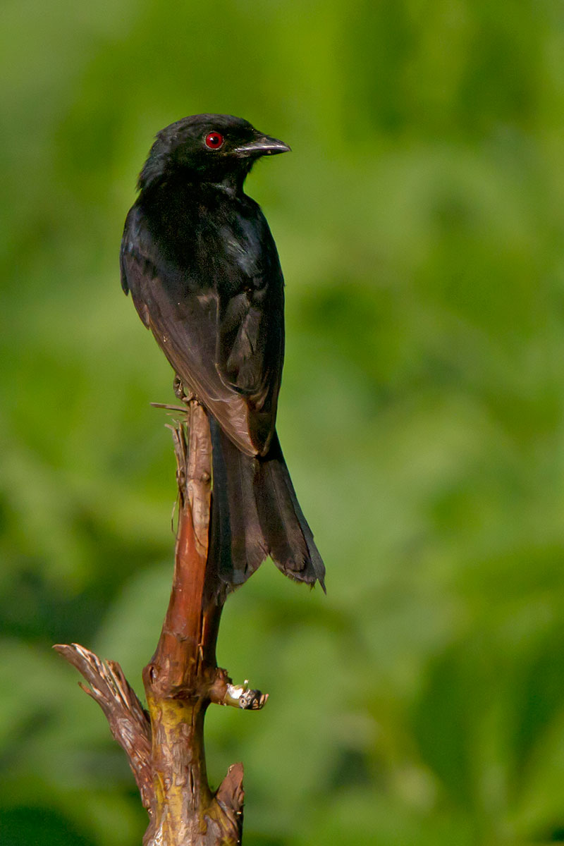 drongo-codaforcuta