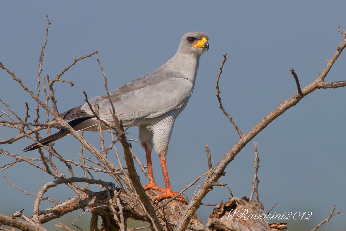 eastern chanting goshawk-