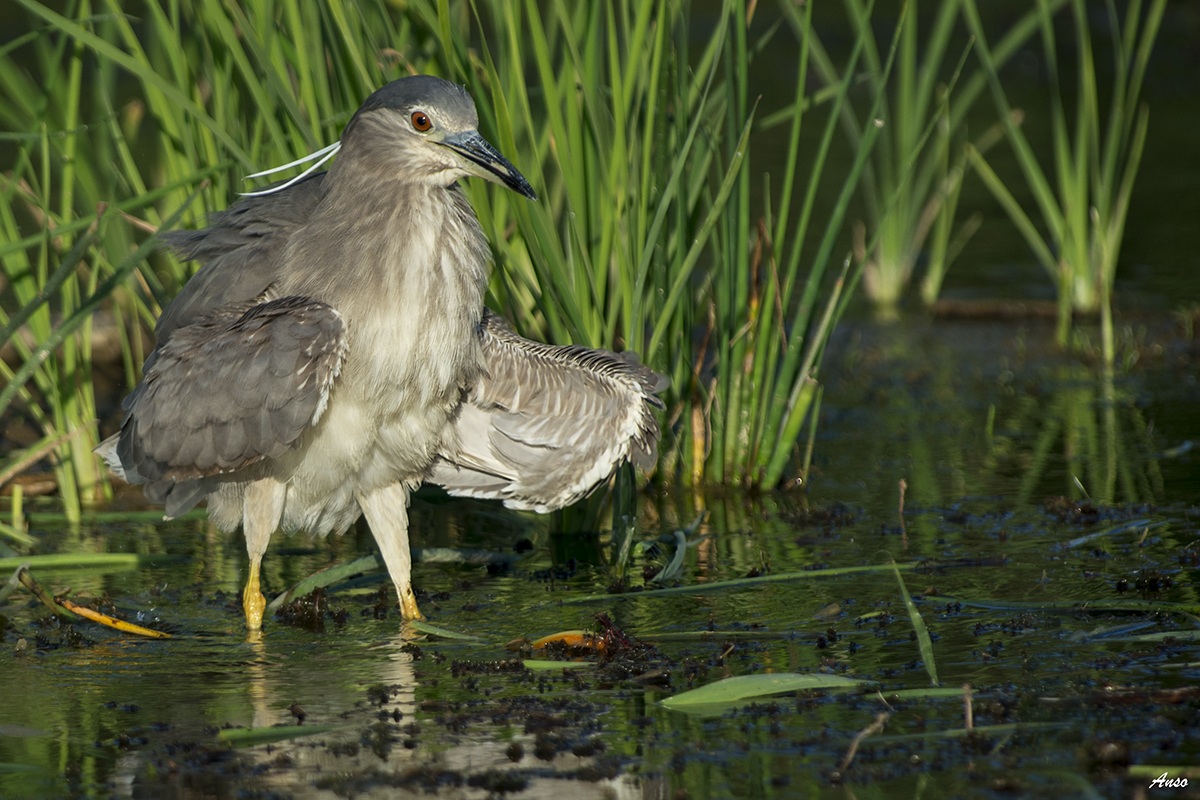 young night heron