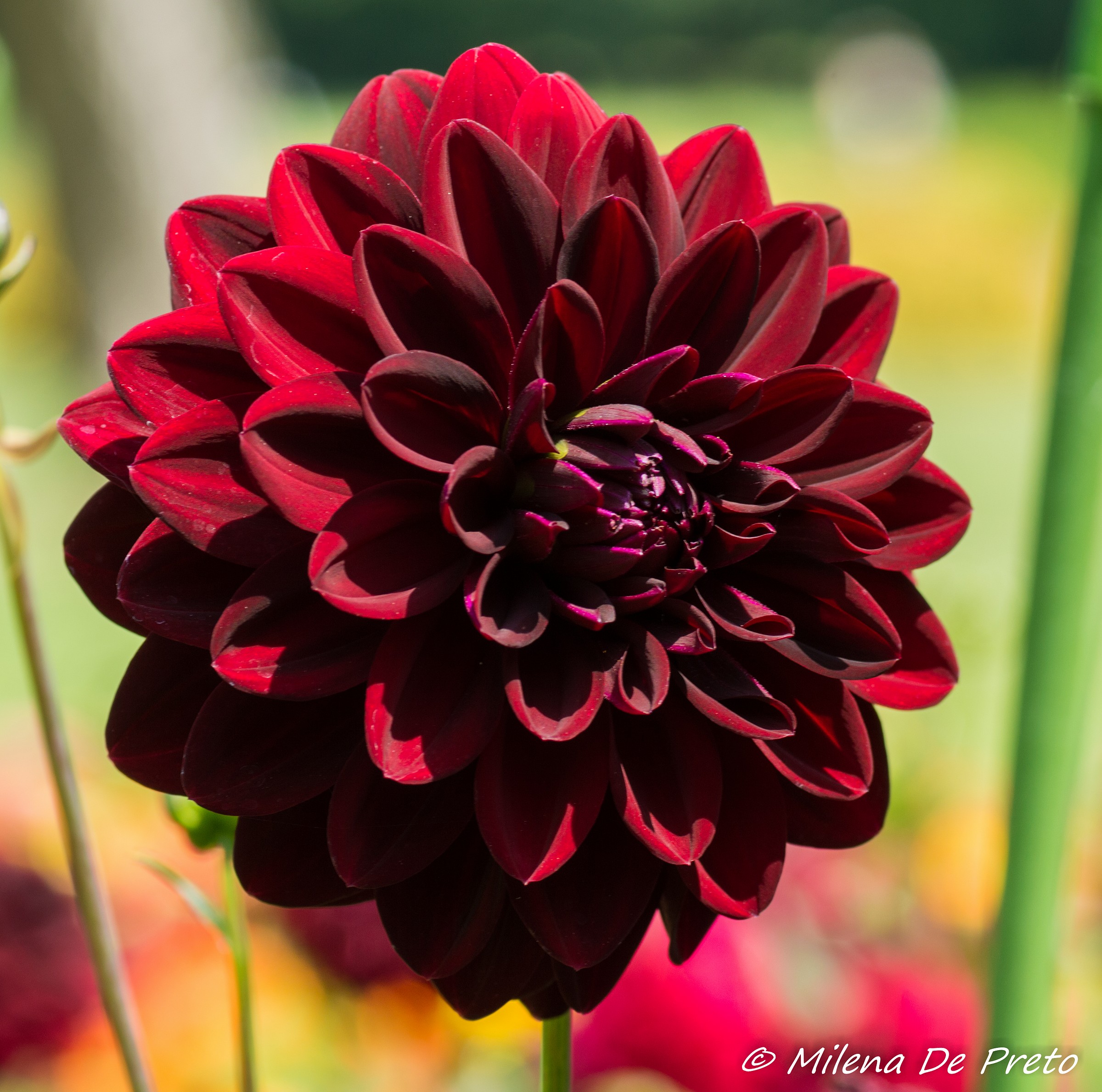 dahlia