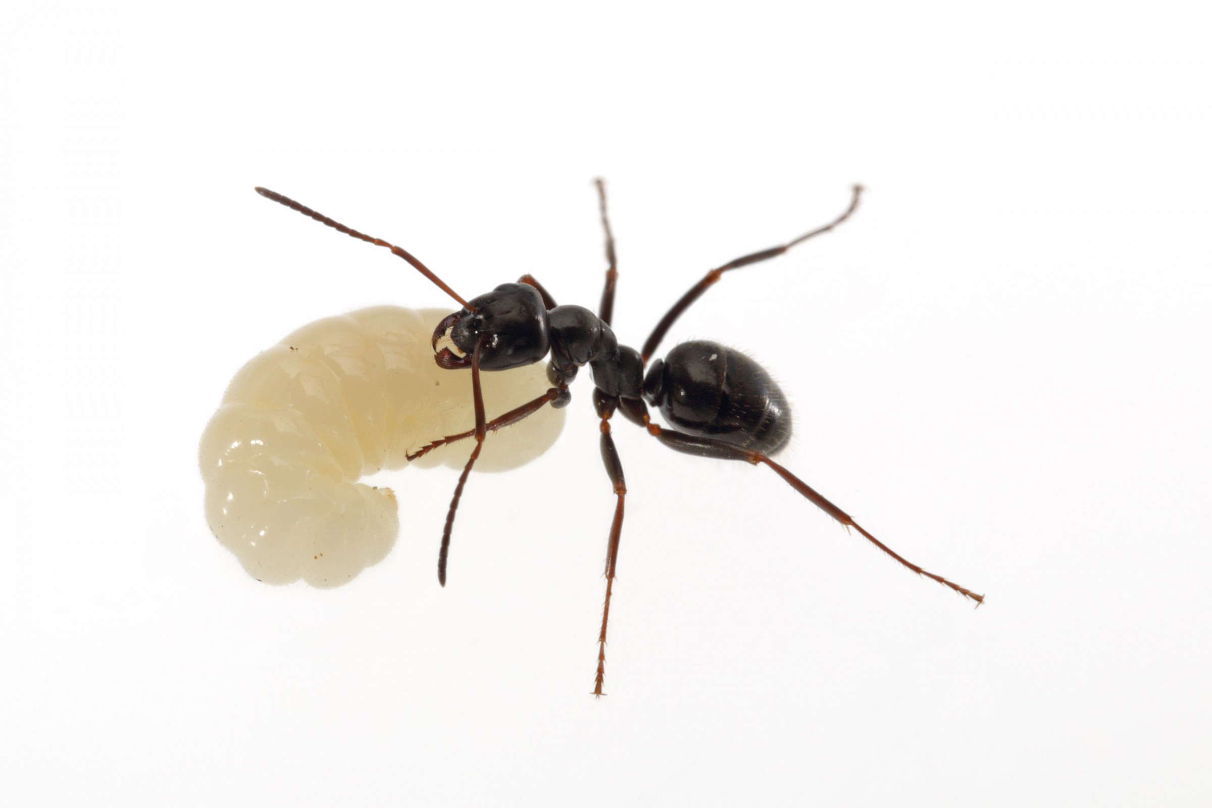 Ant larva with