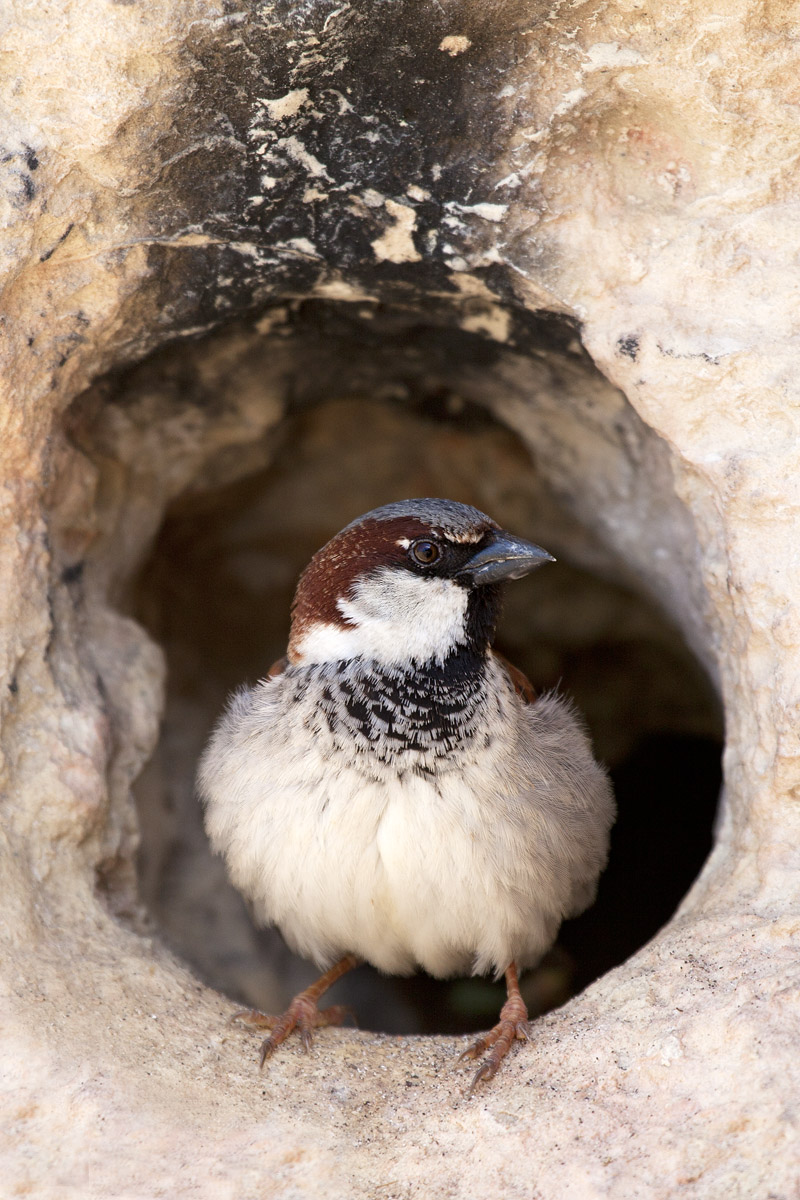 Oggi sto di guardia io, cara.....