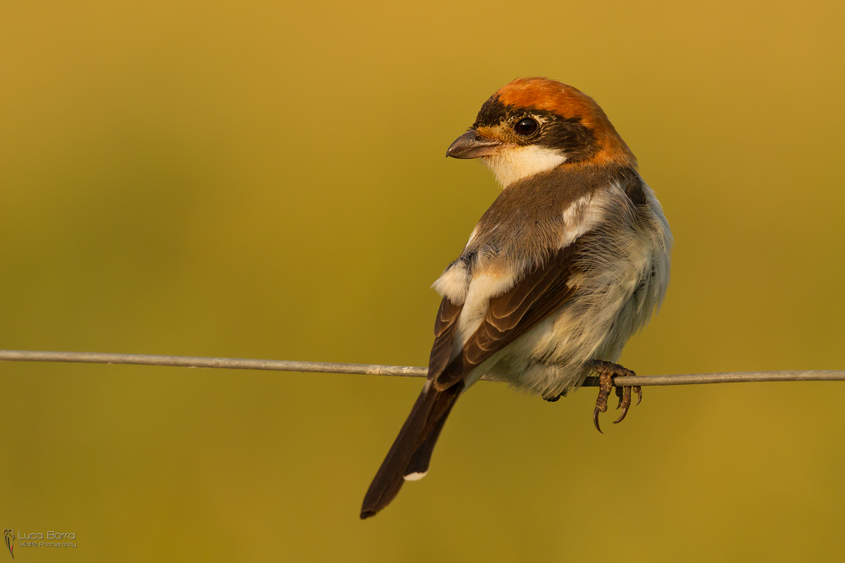 Averla capirossa femmina