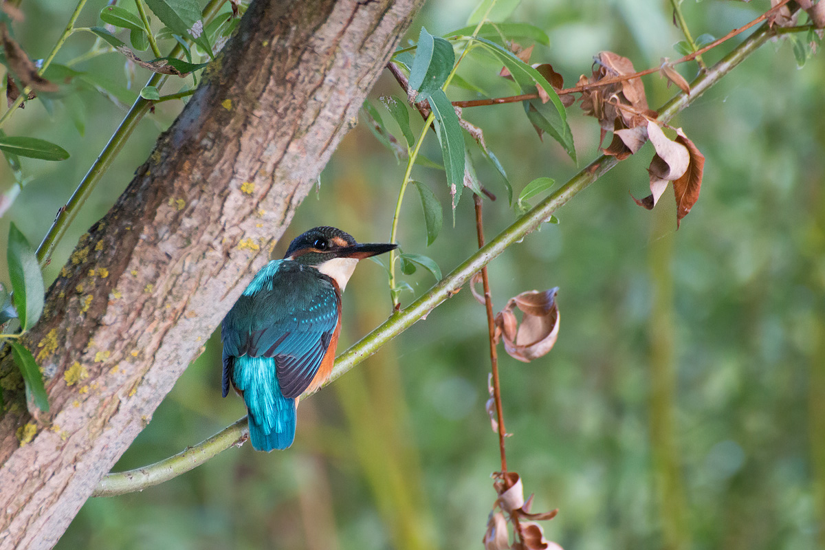 Martina tra le frasche