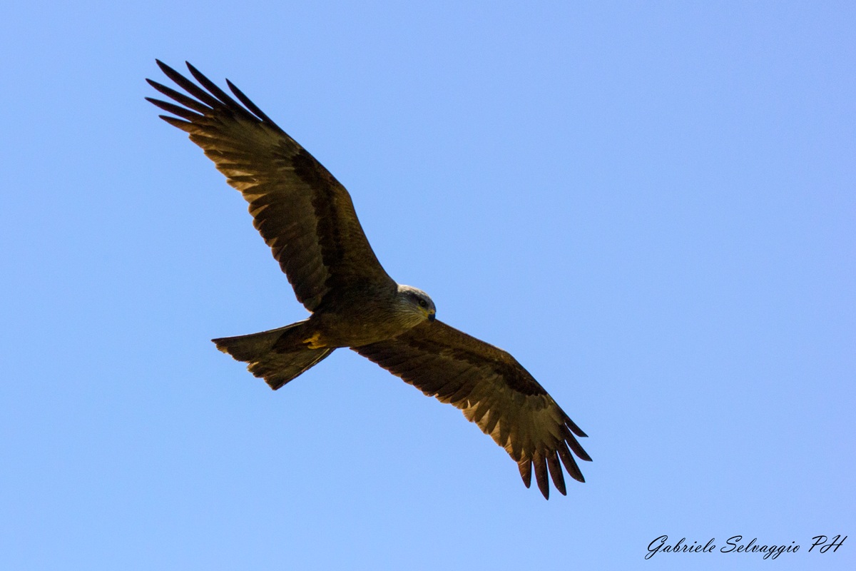 Nibbio bruno