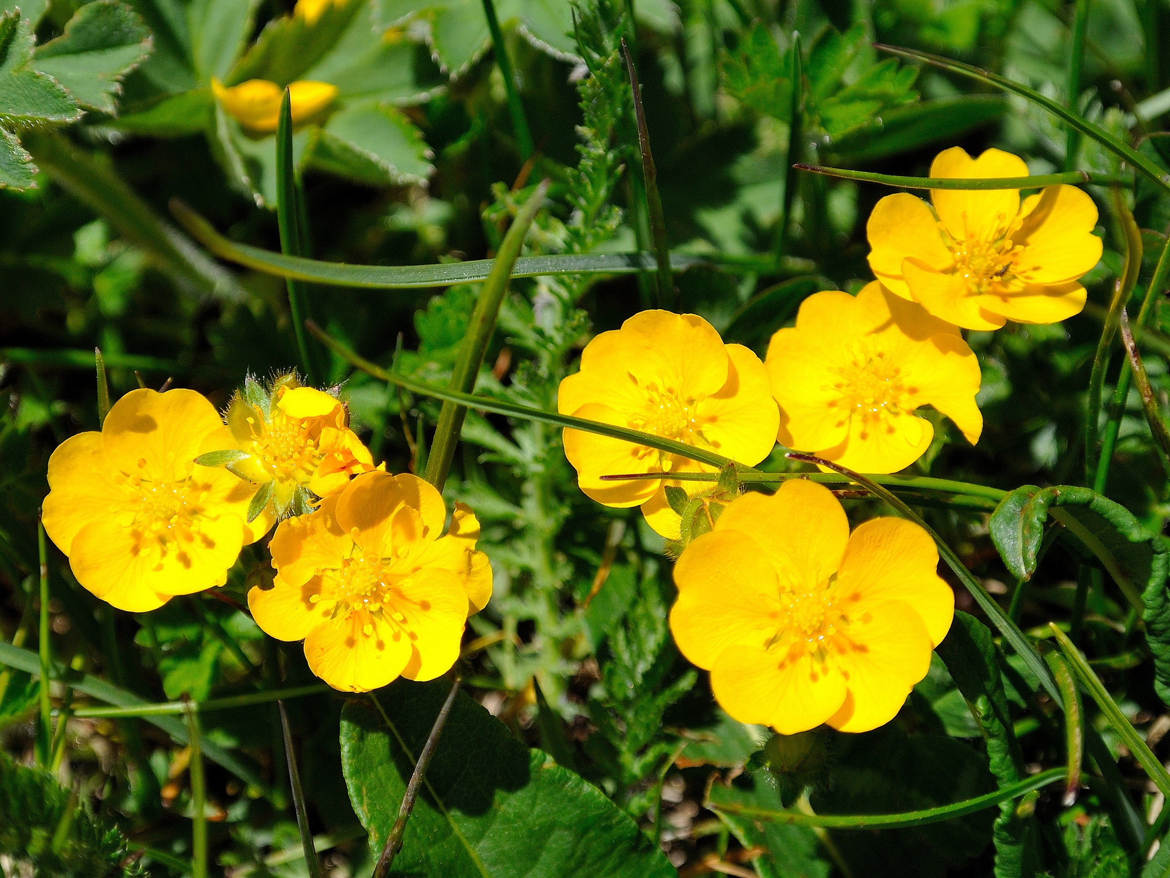 Buttercups