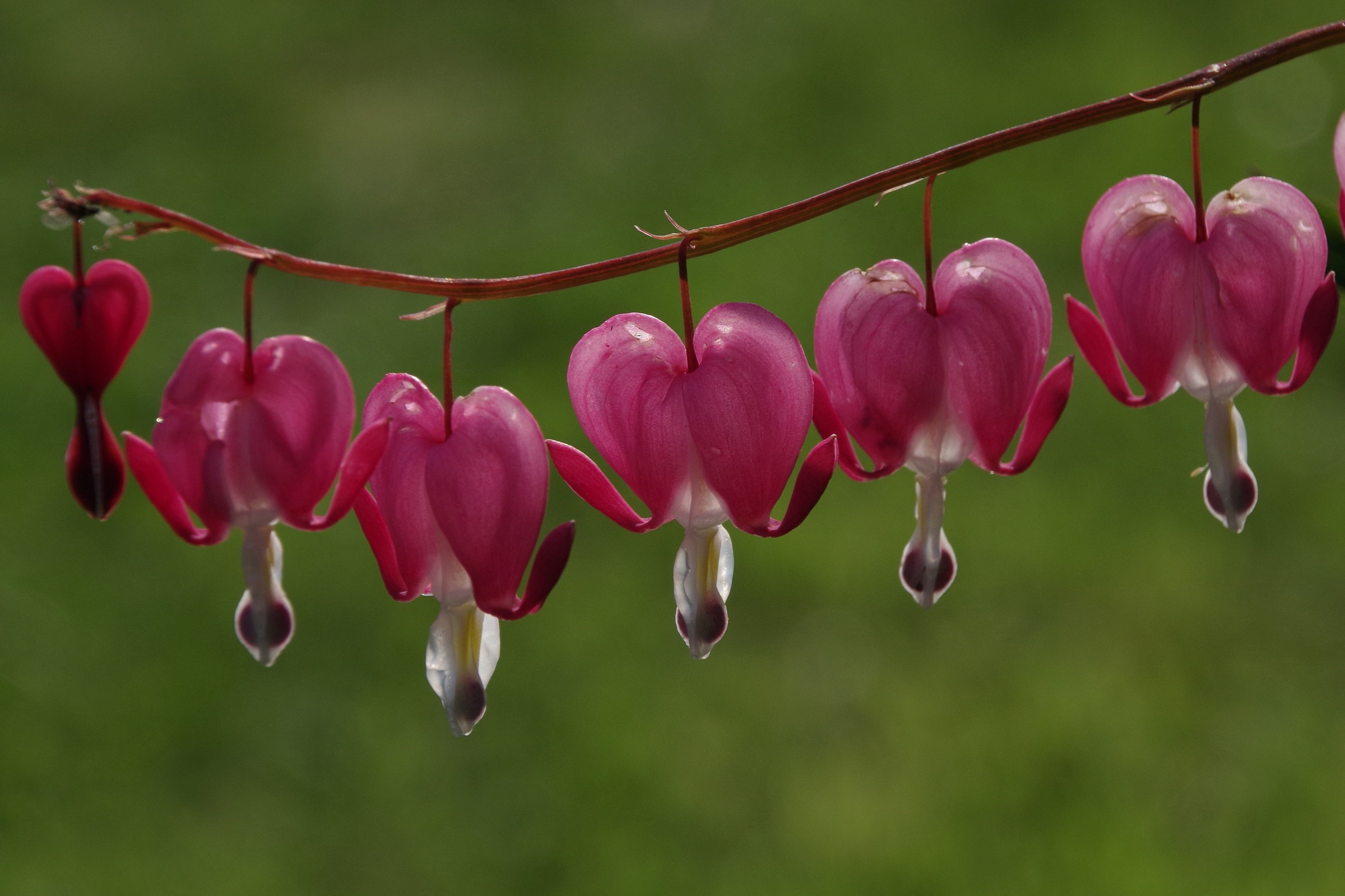 Lamprocapnos spectabilis