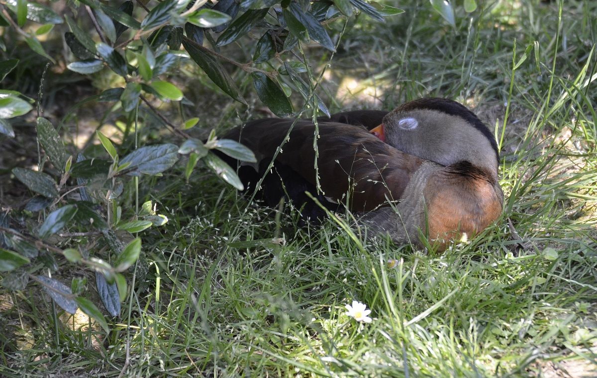 Anatra sposa che riposa