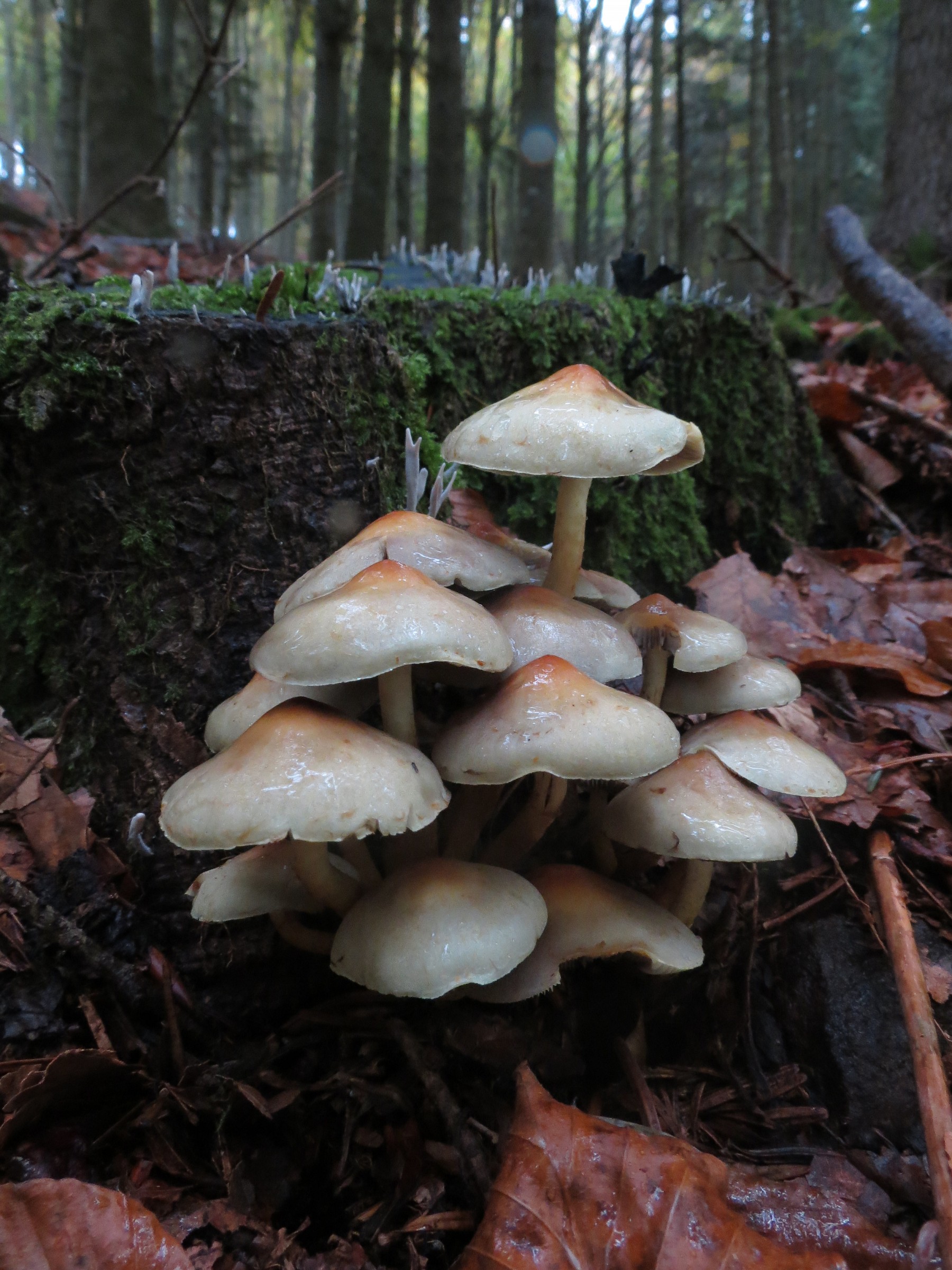 Hypholoma fasciculare