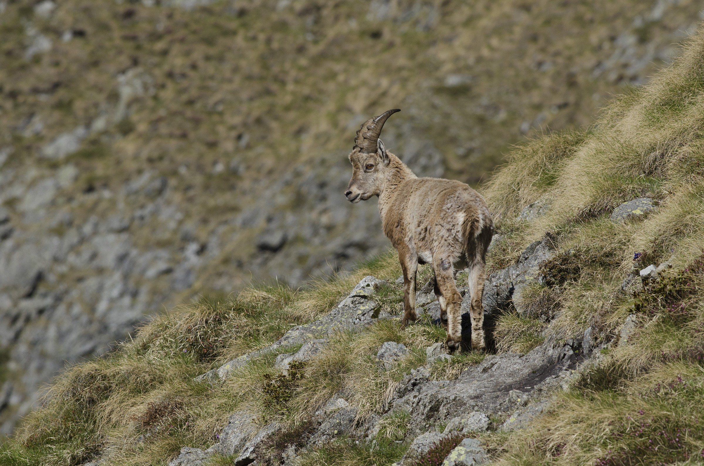 Giovane maschio dell'Adamello