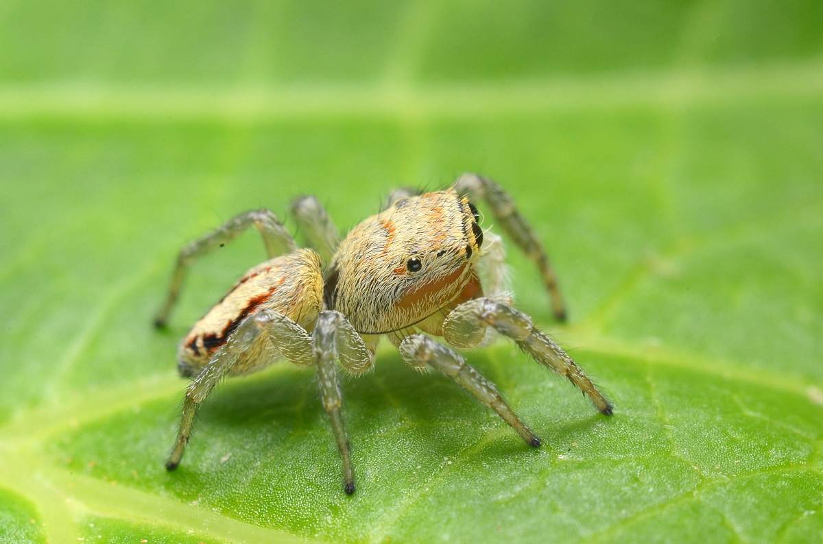 Spider Hopping profile