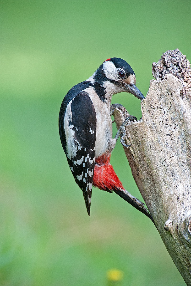 woodpecker