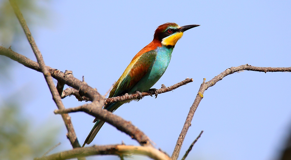 6d + tamron 150-600 + 1.4 Kenko DGX Pro