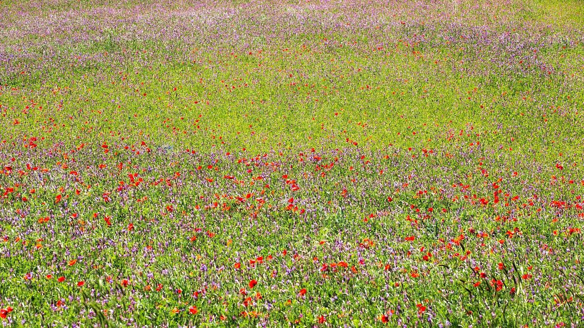 Prati fioriti in Valnerina (1)