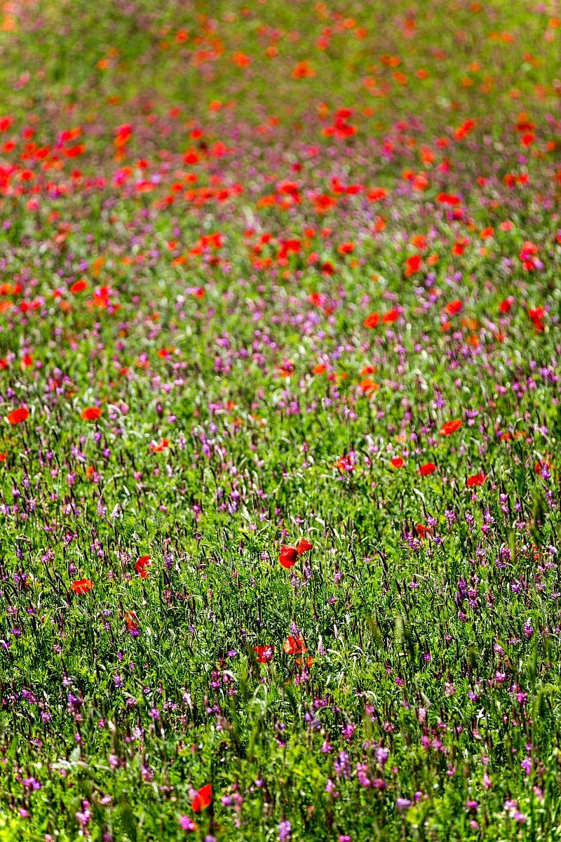 Prati fioriti in Valnerina (3)