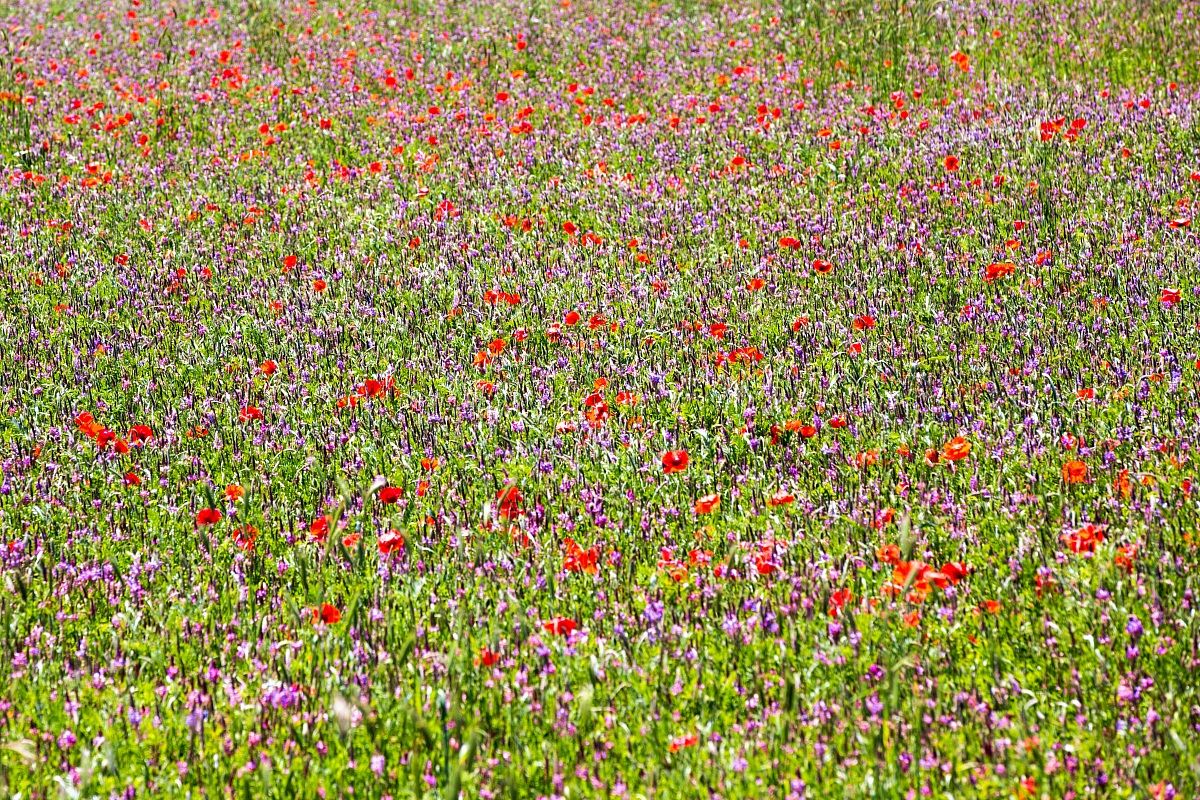Prati fioriti in Valnerina (4)