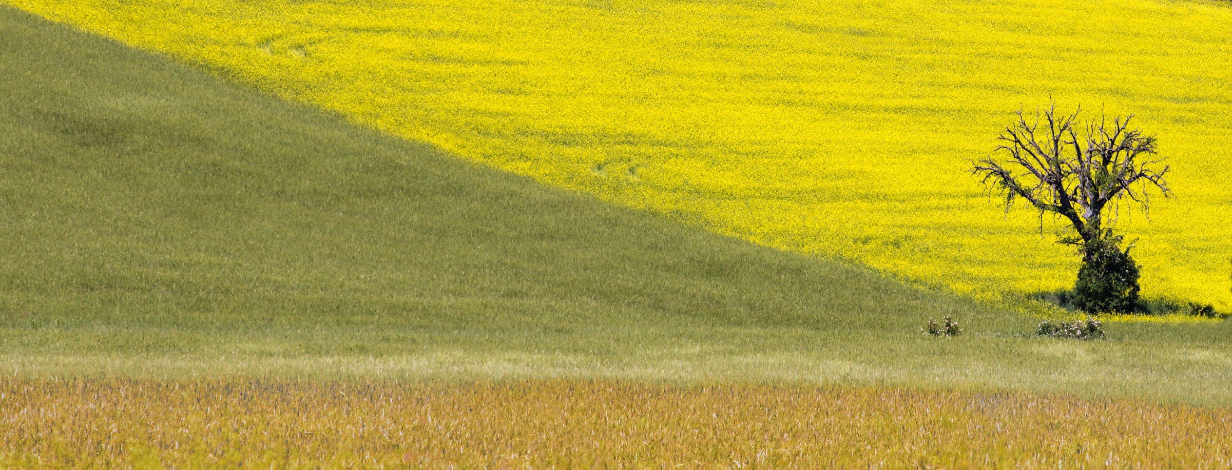 Prati fioriti in Valnerina (5)