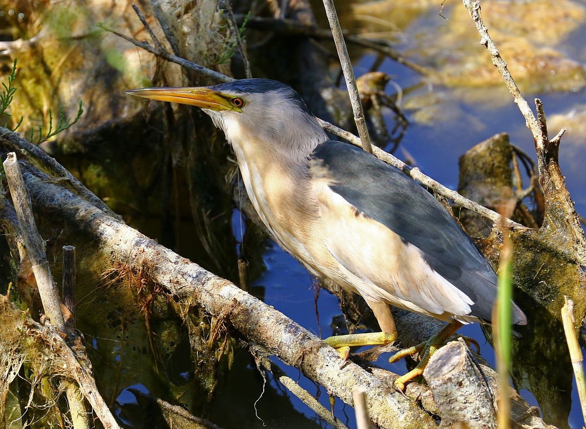 In the thick of the reed