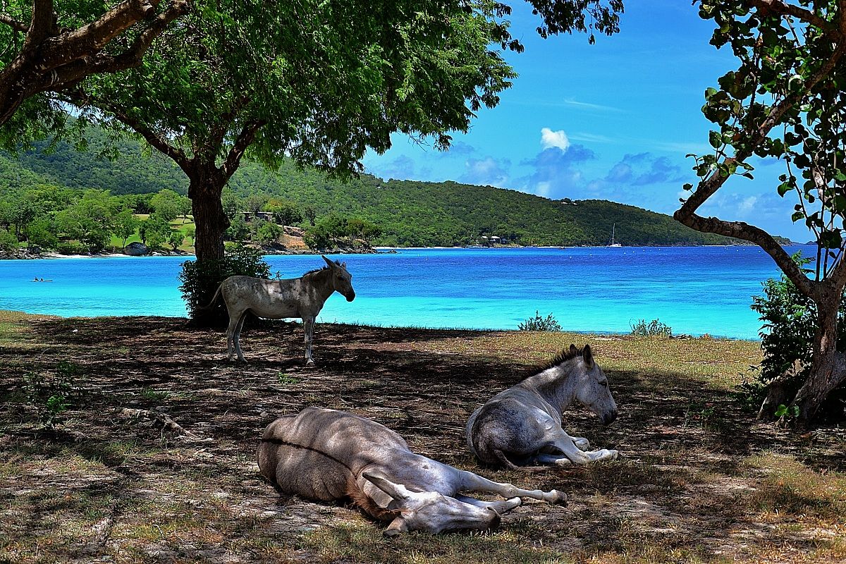 Asini bianchi - St. Jonh's - u.s. Virgin Islands