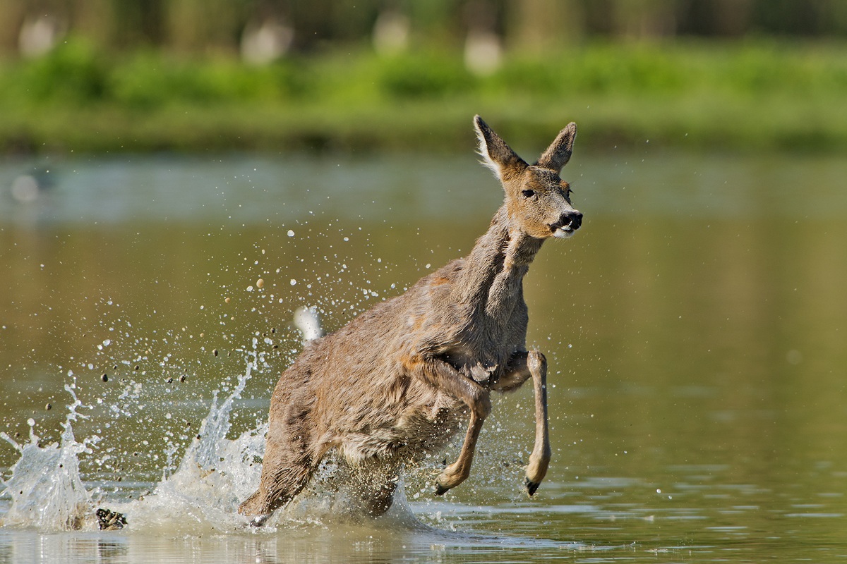 The deer and the water