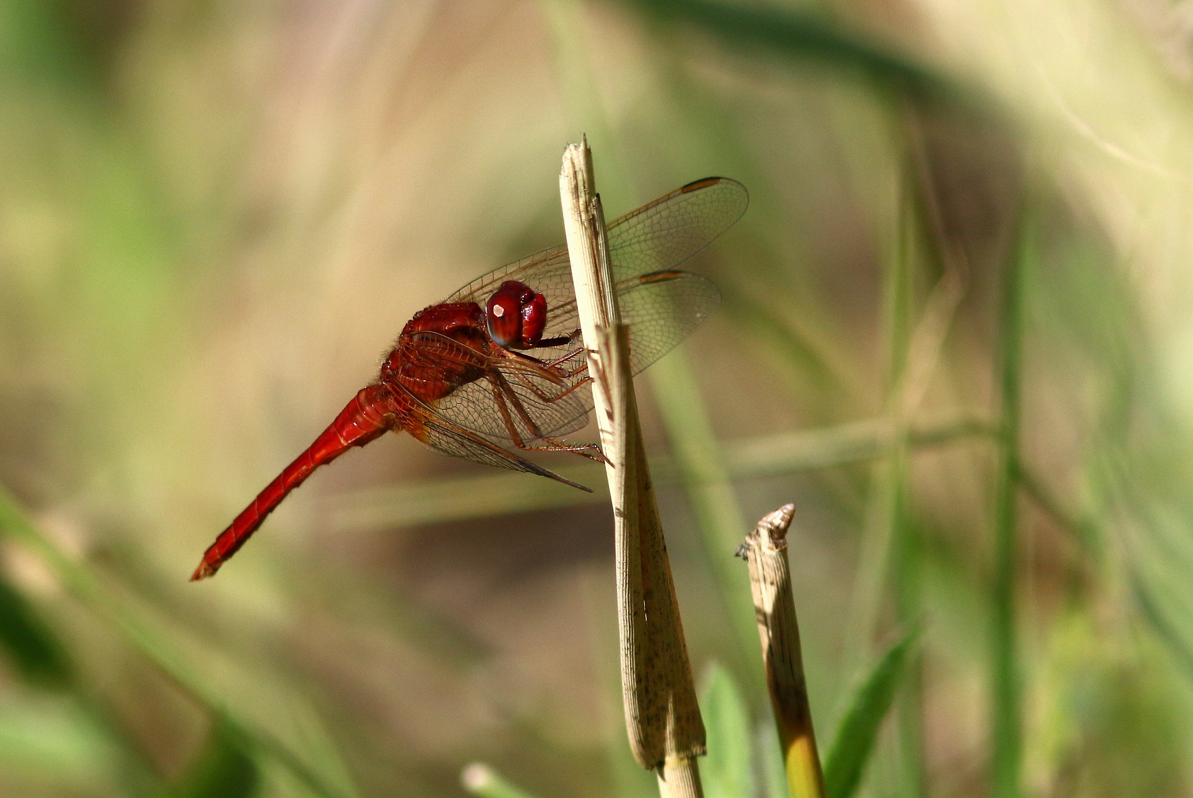 Red Dragonfly