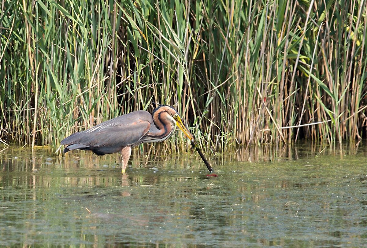 Tug of war with water snake