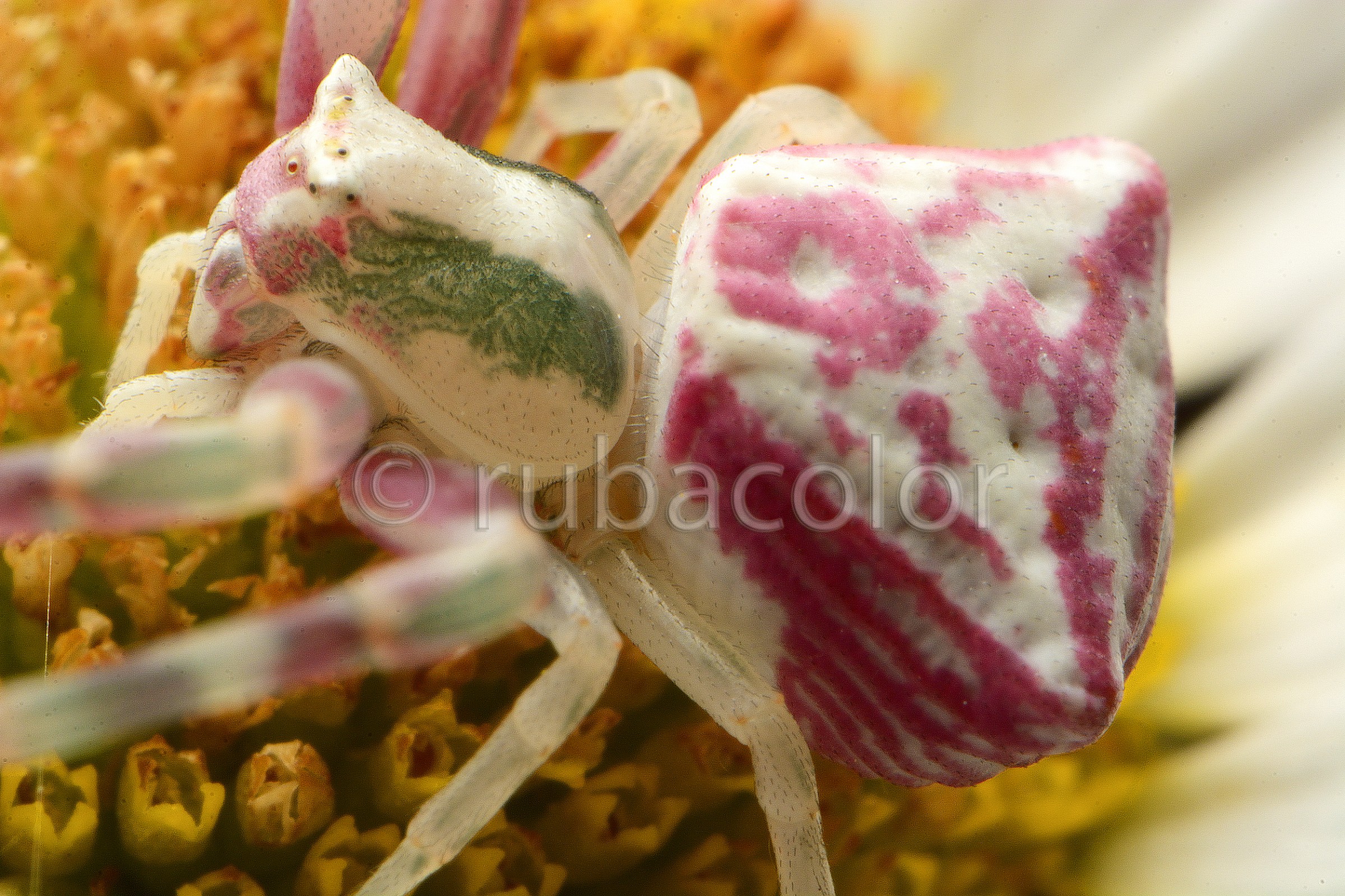 Tomiside in postazione di caccia